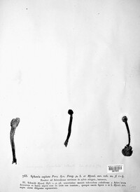 Tolypocladium capitatum image